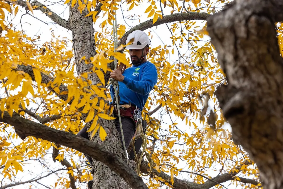 Skilled Dead Tree Removal crew working in Irma